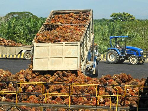 Le Cameroun veut planter 30 000 hectares de palmier à huile sur la période 2015-2017