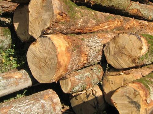 Le marché chinois boude le bois camerounais, à cause des prix jugés plus élevés depuis l'augmentation de la taxe à l'export
