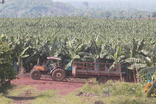 Compagnie fruitière recherche un fournisseur de 12 tracteurs agricoles pour ses plantations de bananes au Cameroun