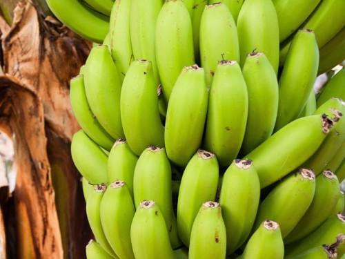 Boh Plantations, le petit poucet du marché de la banane au Cameroun, booste les exportations nationales à fin mai 2017