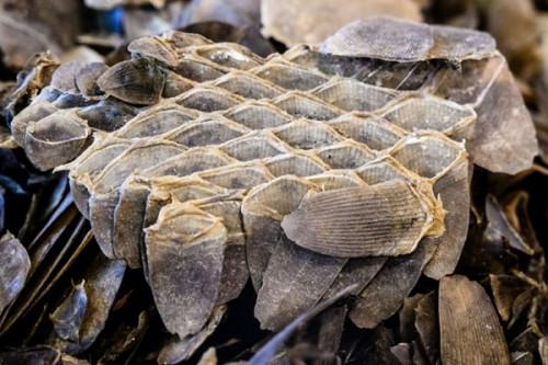383 kilogrammes d’écailles de pangolins géants saisis par la douane camerounaise