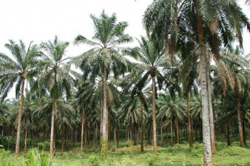 Huile de palme : en crise, l’agro-industriel public CDC veut réhabiliter 1 550 hectares de plantations en 2022