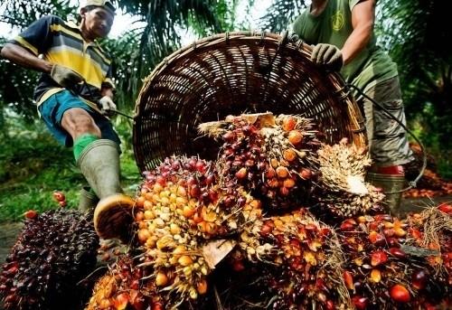 Cameroun : 500 hectares déjà aménagés pour les palmeraies de PAMOL dans la péninsule de Bakassi