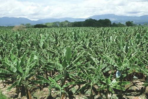 En 2020, le gouvernement va couvrir 10% des besoins du Cameroun en plants de bananiers plantains