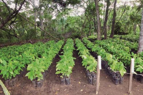 En raison des changements climatiques, le Cameroun perd 40 à 50% jeunes plants de cacaoyers par an