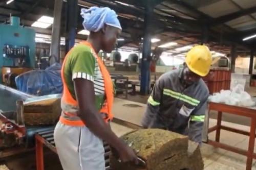 Caoutchouc : les cours mondiaux devraient booster les exportations du Cameroun au 2e trimestre 2022
