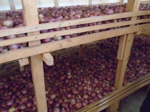 Le prix du sac d’oignons s’envole dans la capitale camerounaise, atteignant 150 000 FCFA contre 25 000 FCFA, il y a quelques mois