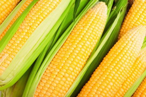 Maïs : 12 tonnes de semences améliorées distribuées aux agriculteurs pour booster la production dans le Nord-Ouest