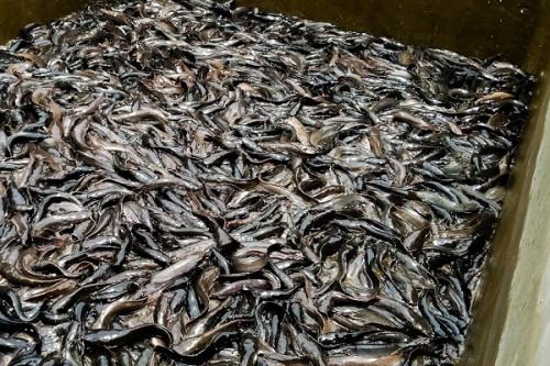 « Des patrons du poisson » en création au Cameroun pour limiter les importations chiffrées à 100 milliards de FCFA par an