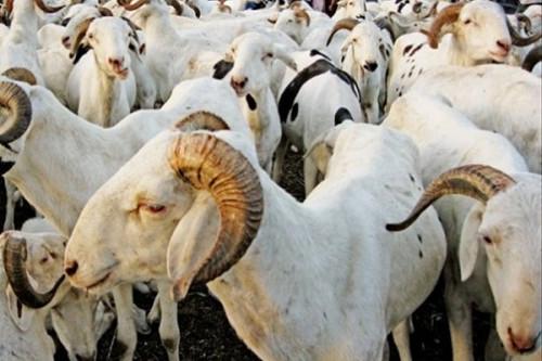Le Cameroun lance, dès le 7 août 2019, une campagne de vaccination gratuite contre la peste des chèvres et moutons