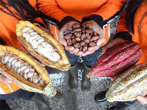 Le Cameroun améliore son label qualité, en exportant près de 9000 tonnes de cacao de grade I pour la campagne 2017-2018, en hausse de 713%