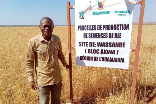 Blé : 20 hectares de plantations en gestation à Wassande, dans la région de l’Adamaoua