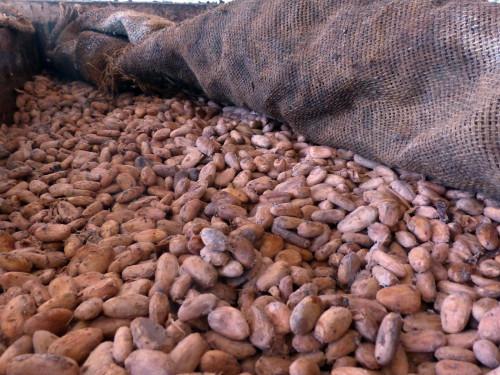 Cameroun : à fin février 2018, les exportations de fèves de cacao ont culminé à 162 000 tonnes, en baisse de 28%