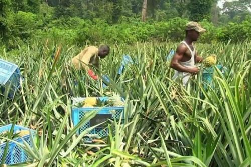 Appui aux agriculteurs : le Cameroun ciblé par la facilité de 927,7 milliards de FCFA de la BAD