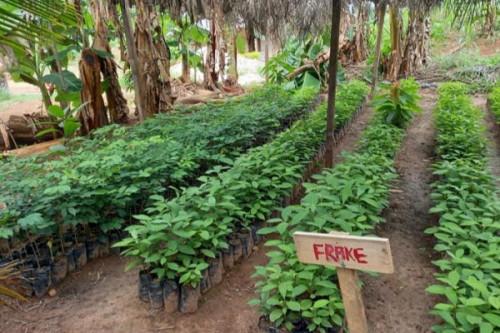 Cacao : NHPC, la société de projet du barrage de Nachtigal (420 MW), distribue 76 000 plants aux populations riveraines