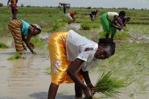 Le FIDA va injecter plus de 33 milliards de FCFA dans le développement des filières riz et oignons au Cameroun