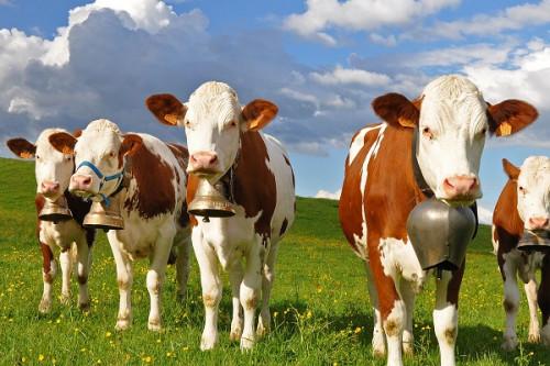 Le Cameroun dispose désormais de 495 vaches à haut rendement, pour améliorer sa production laitière