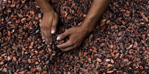 Telcar Cocoa et Olam dominent les exportations de cacao au Cameroun depuis le début de la campagne