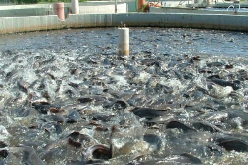 Aquaculture : 21,3 milliards de FCFA pour booster la production de poissons au Cameroun