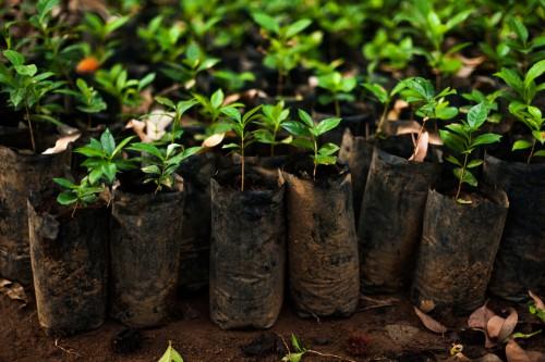 Cameroun : 4,5 millions de plants de cacaoyers et caféiers seront mis à la disposition des producteurs en 2017