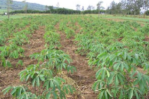 Agriculture vivrière : du fait des crises sécuritaire et sanitaire, l’activité pourrait ralentir au Cameroun en 2020