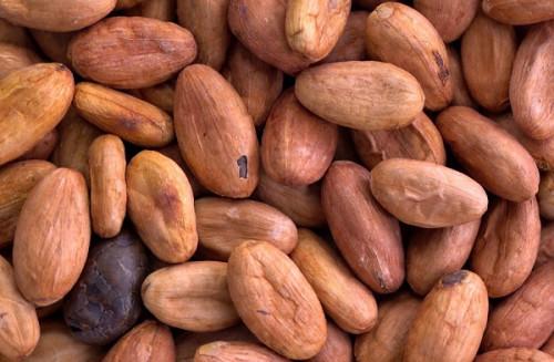 Le prix du kilogramme de fèves de cacao au Cameroun remonte à 1200 FCFA