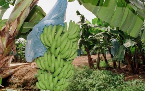 Au Cameroun, les exportations de bananes ont chuté de plus de 27 000 tonnes au premier semestre 2018