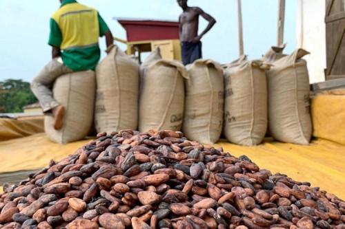 Cacao : la région du Sud-Ouest concentre 31,2% des achats au cours de la saison 2021-2022, malgré la crise anglophone