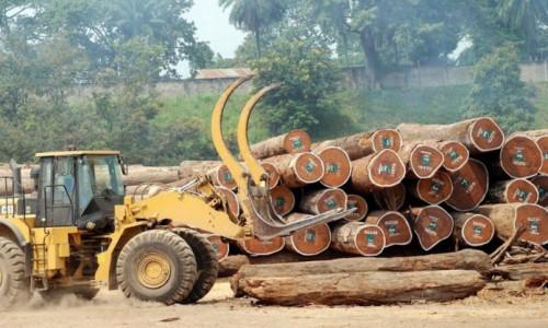 Cameroun : entre 2016 et 2018, la taxe à l’exportation du bois en grumes devrait passer de 17,5% à 30%