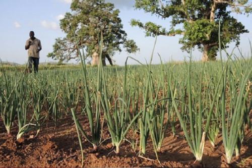Le Cameroun veut construire 300 forages pour alimenter des sites de production d’oignon dans le septentrion