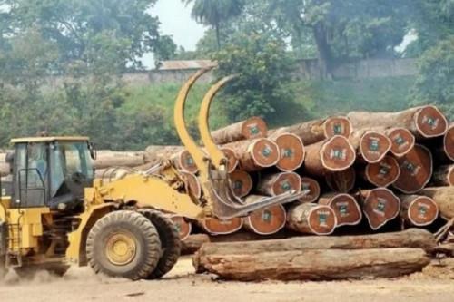 Le Cameroun a exporté 728,8 millions de m3 de bois en grumes au cours de l’année 2019