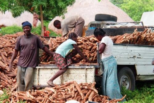 La BAD lance au Cameroun la 2e phase de son programme agricole destiné à augmenter la productivité