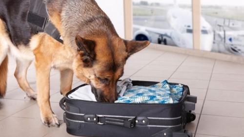 L’aviation civile camerounaise va utiliser des chiens renifleurs d’explosifs et de stupéfiants dans les aéroports