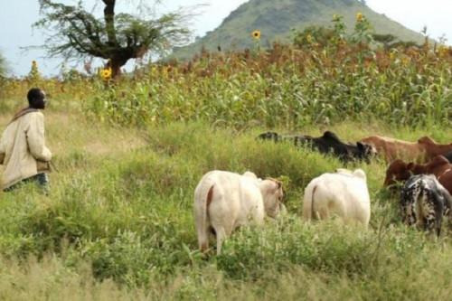 En fin 2020, les éleveurs tchadiens contrôlent la transhumance agropastorale au Cameroun