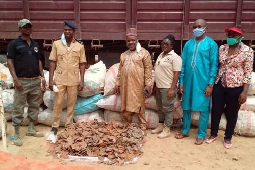 La douane camerounaise met en échec une tentative d’exportation de 4,4 tonnes d’écailles de pangolin vers le Nigeria