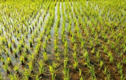 En 8 ans, un programme gouvernemental a permis d’aménager 800 hectares de terres pour la riziculture