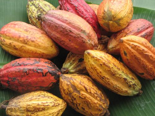 Le cacao camerounais bientôt labélisé «pure origine», en collaboration avec les chocolatiers français