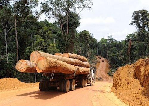 L’ONG Foder relève les principaux défis relatifs à la gestion transparente des forêts au Cameroun en 2019