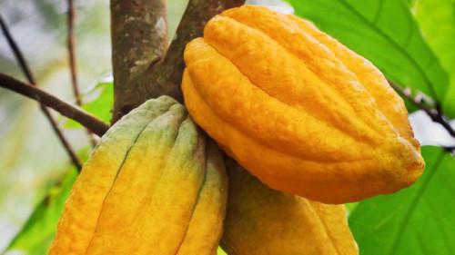 En 3 ans, 76 jeunes camerounais vont créer au moins 228 hectares de nouvelles cacaoyères dans la région du Centre