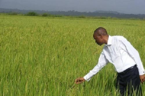 Le ministère de l’Agriculture annonce l’acquisition d’une unité de décorticage de riz pour les producteurs du Nord-Ouest