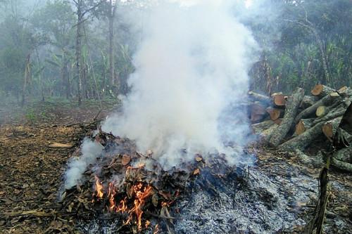 Au Cameroun, plus de 375 ha de plantation détruits par les feux de brousse dans la région de l’Est