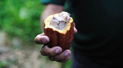 «Les chercheurs de l’IRAD sont à pied d’œuvre pour la création des variétés de cacao-café plus adaptées aux changements climatiques »
