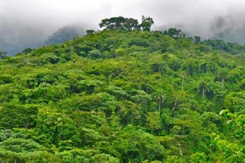 Soupçons d’exploitation illégale dans la forêt d’Ebo, massif de plus de 1400 Km2 au Cameroun