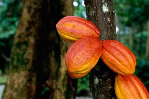 La production cacaoyère du Cameroun siphonnée par le Nigeria