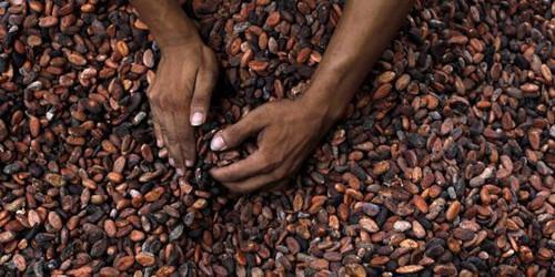 Trois opérateurs ont exporté 56% du cacao camerounais, au cours de la campagne 2017-2018