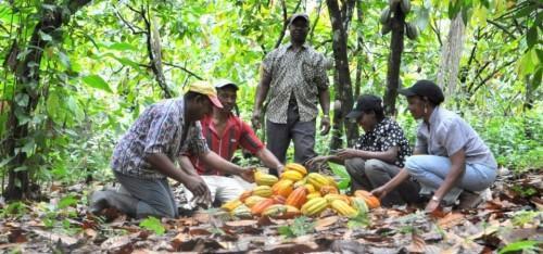 Au Cameroun, des jeunes encadrés par l’interprofession cacao-café ont pu créer 1533 hectares de cacaoyères, depuis 2012