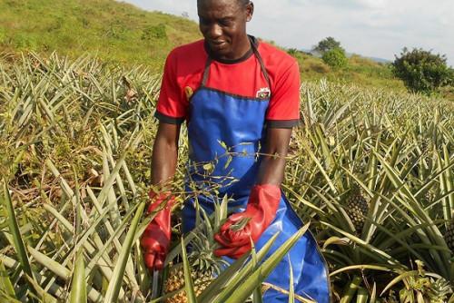 Ananas : les parts du Cameroun sur le marché mondial reculent de 0,7% à 0,1% en 10 ans