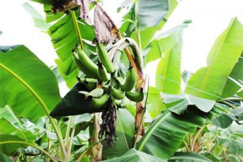 L'agro-industriel camerounais Fogas veut se positionner comme le leader mondial de la transformation de la banane plantain