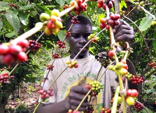 Le Cameroun veut fusionner les 3 structures étatiques dédiées à l’encadrement des producteurs de cacao-café