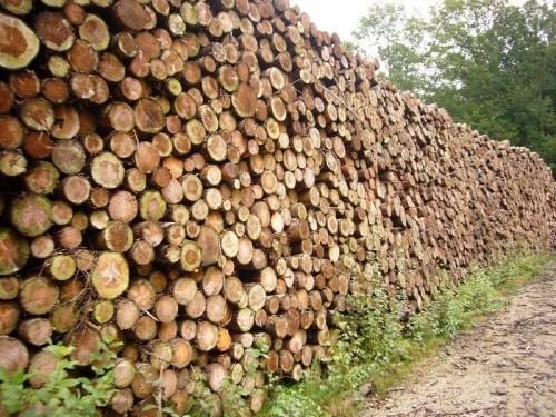 Les entreprises minières de l’Est Cameroun accusées d’exploiter illégalement les forêts